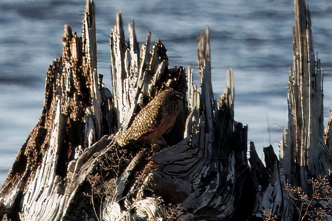 Short-eared Owl - ML646070242