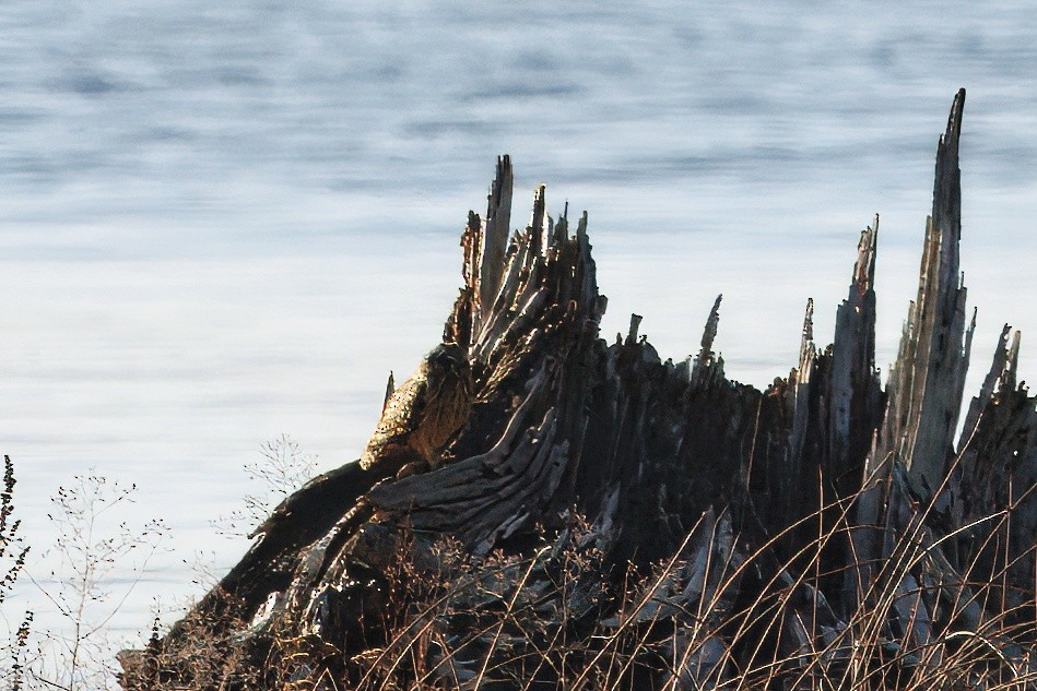 Short-eared Owl - ML646070243