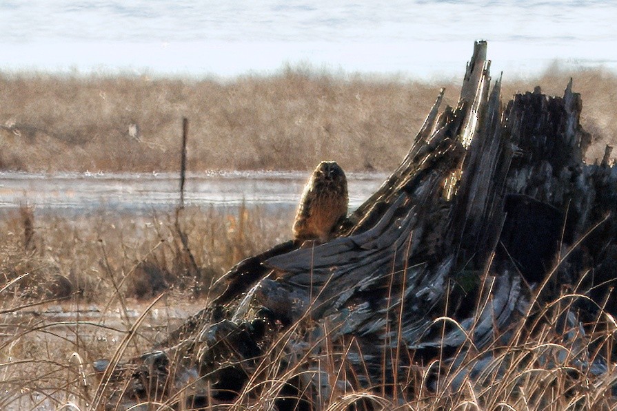 Short-eared Owl - ML646070244
