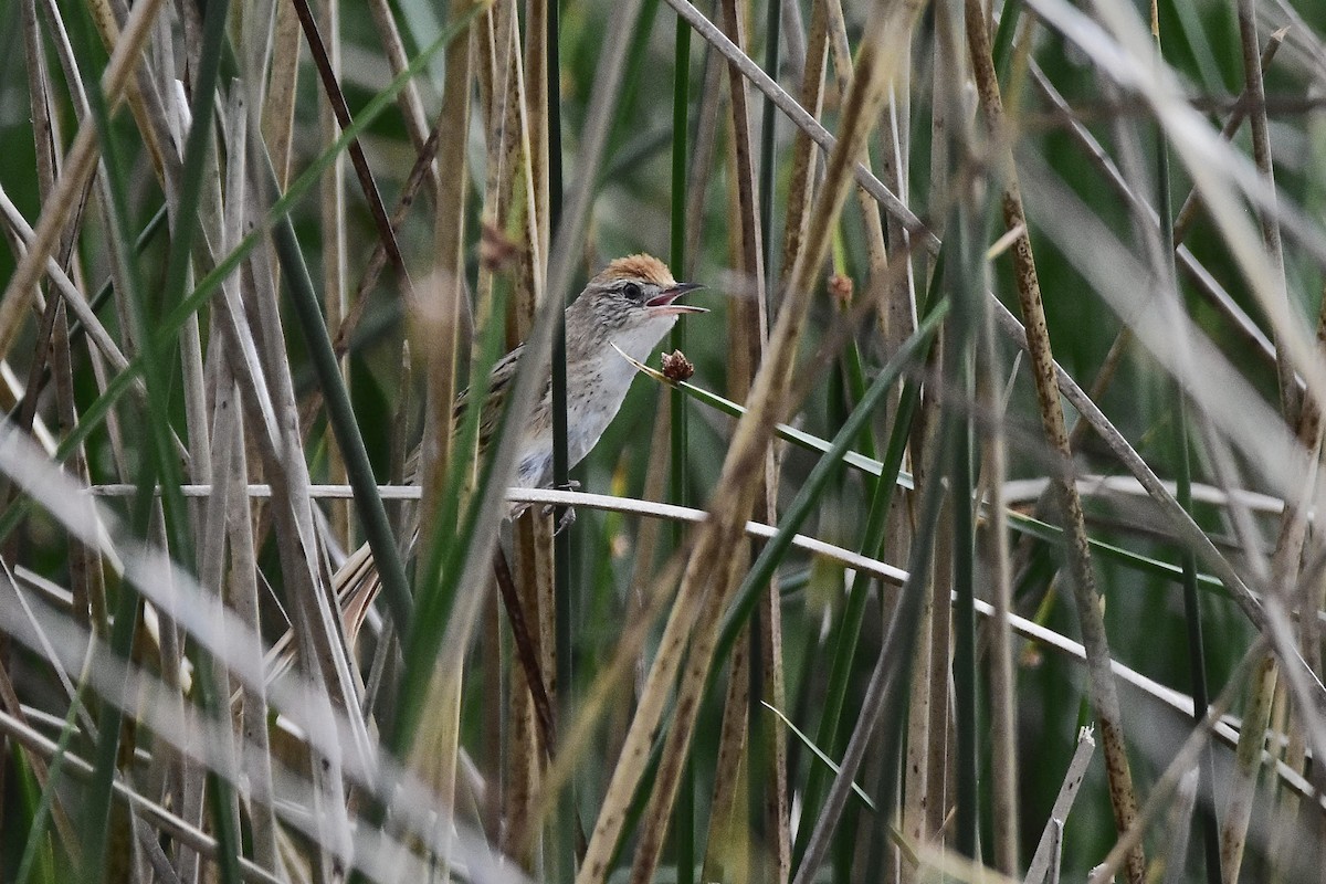 Bay-capped Wren-Spinetail - ML646070253