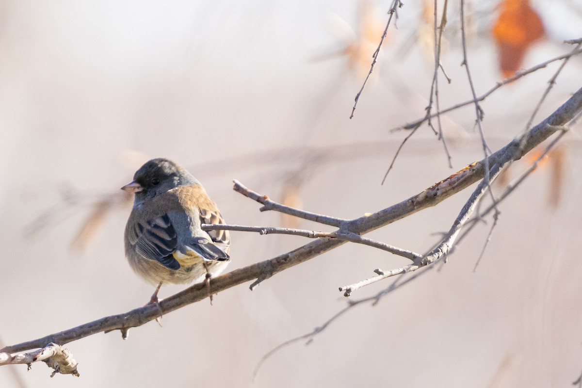 Dark-eyed Junco (Oregon) - ML646070261