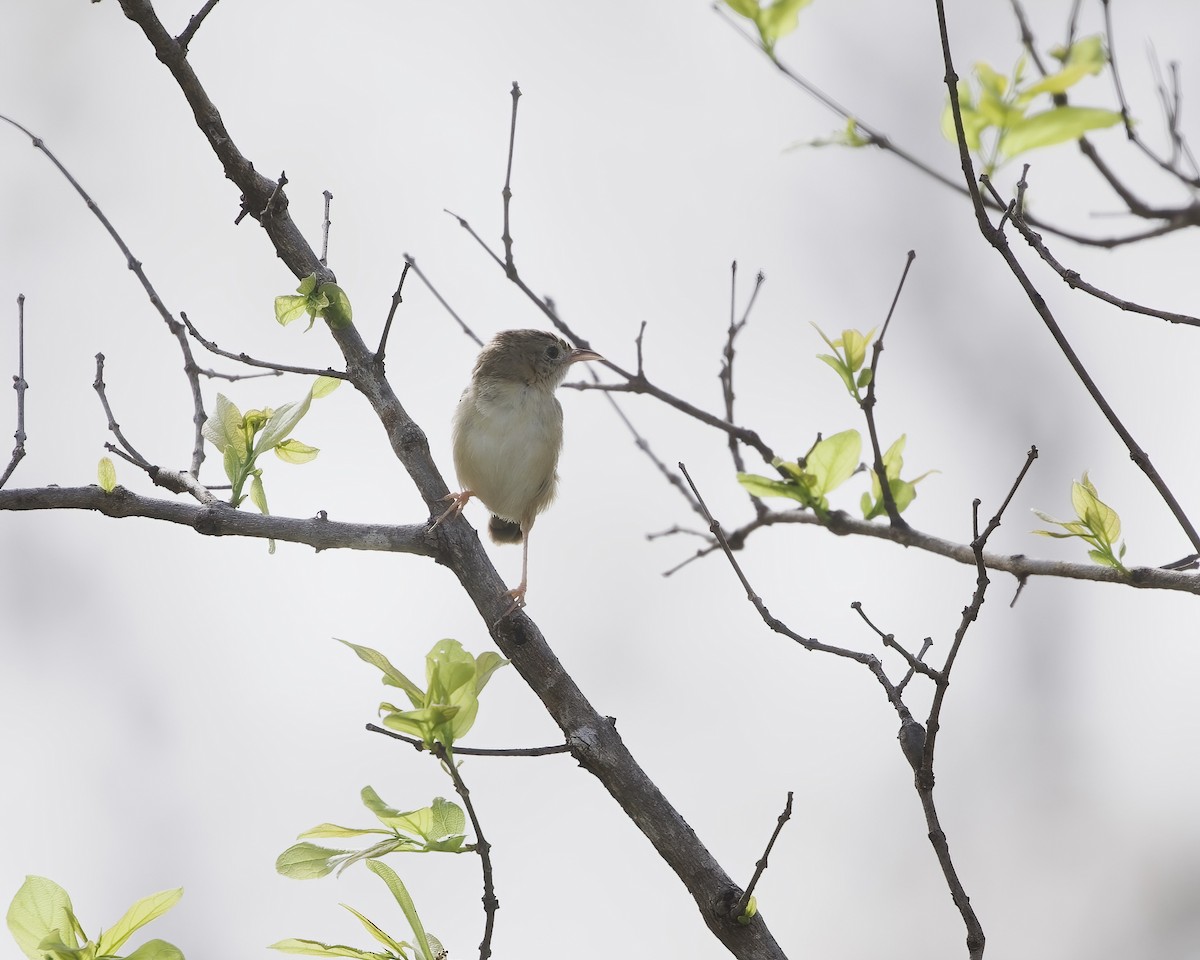 cisticola sp. - ML646070262