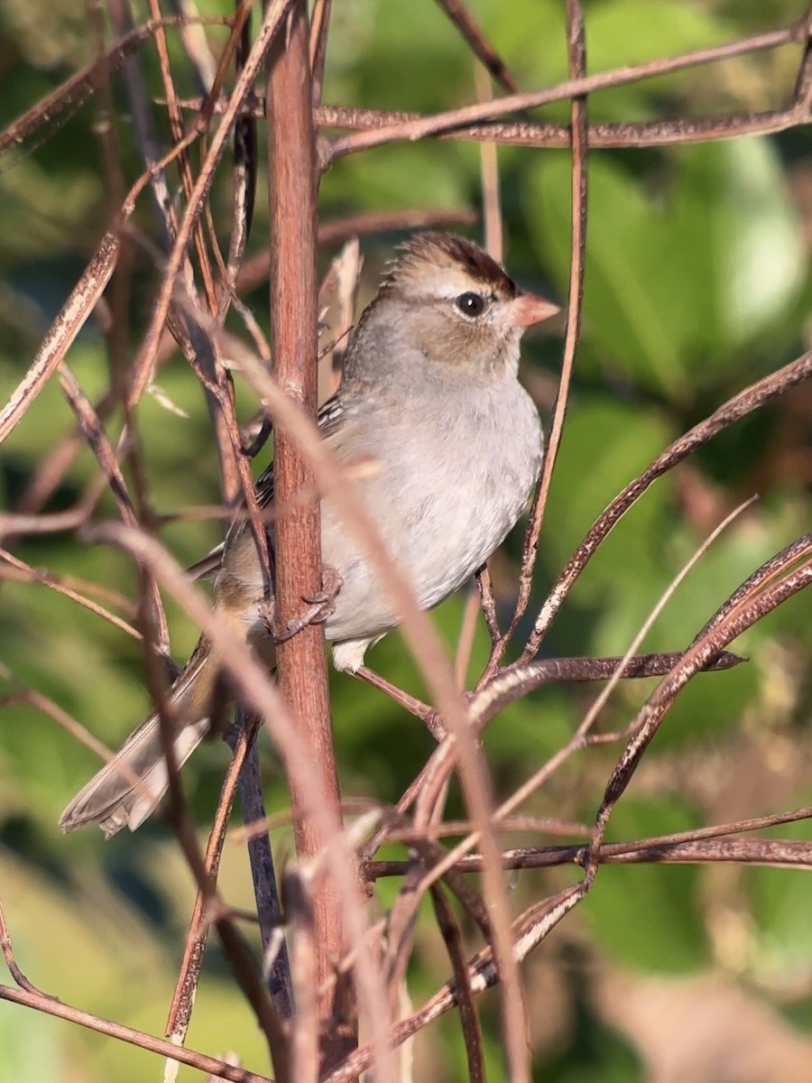 White-crowned Sparrow - ML646070283