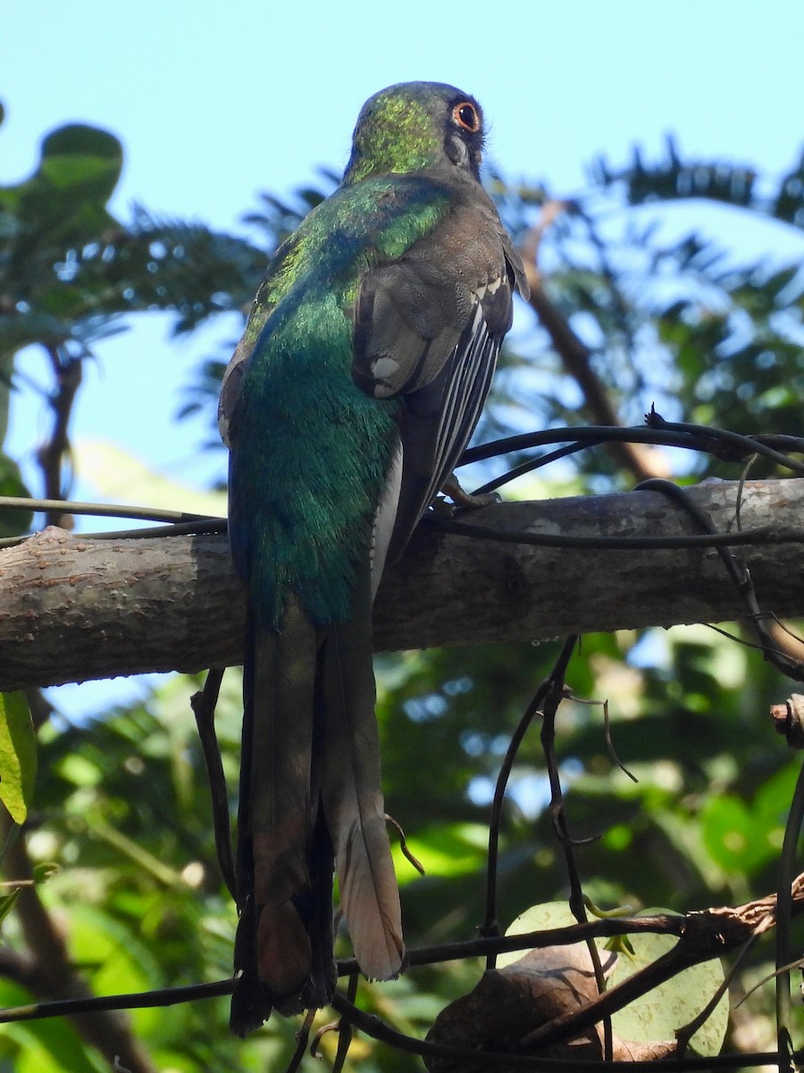 Coppery-tailed Trogon - ML646070289