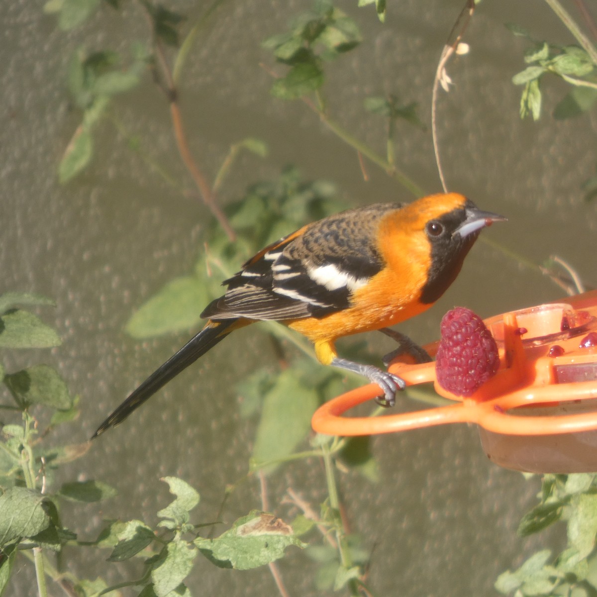 Hooded Oriole - ML646070295