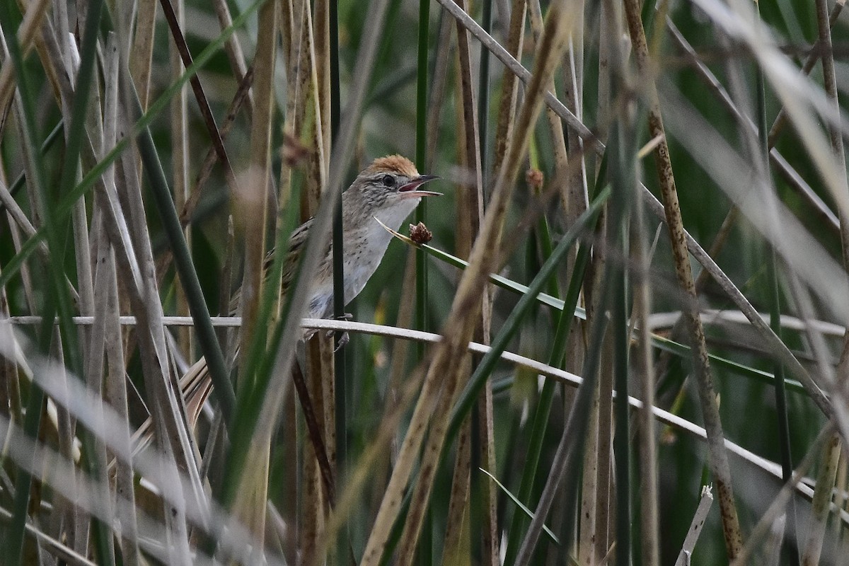 Bay-capped Wren-Spinetail - ML646070298