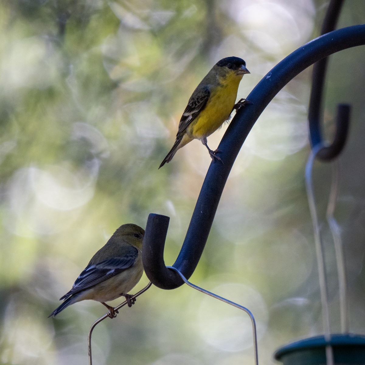 Lesser Goldfinch - ML646070300