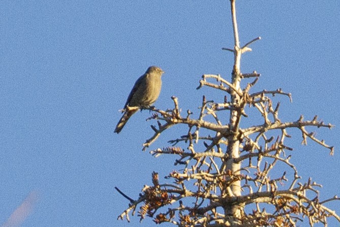 Townsend's Solitaire - ML646070309