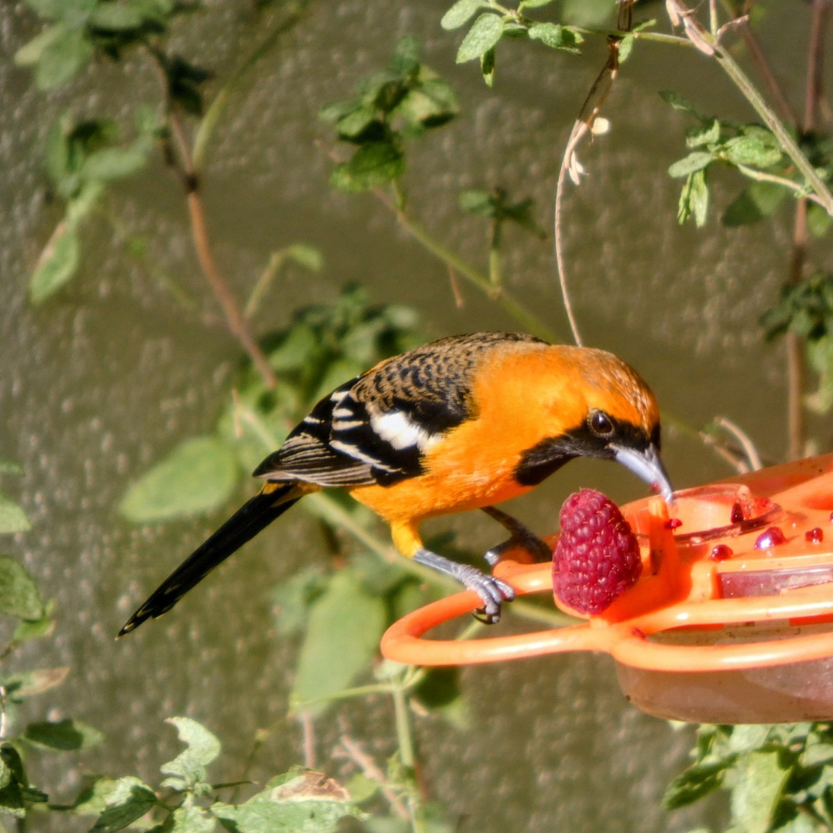 Hooded Oriole - ML646070311