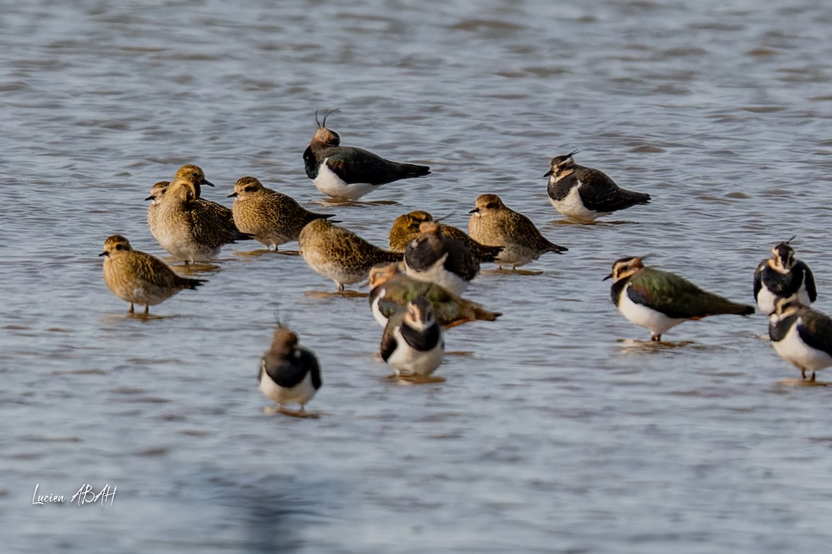 Сивка звичайна - ML646070312