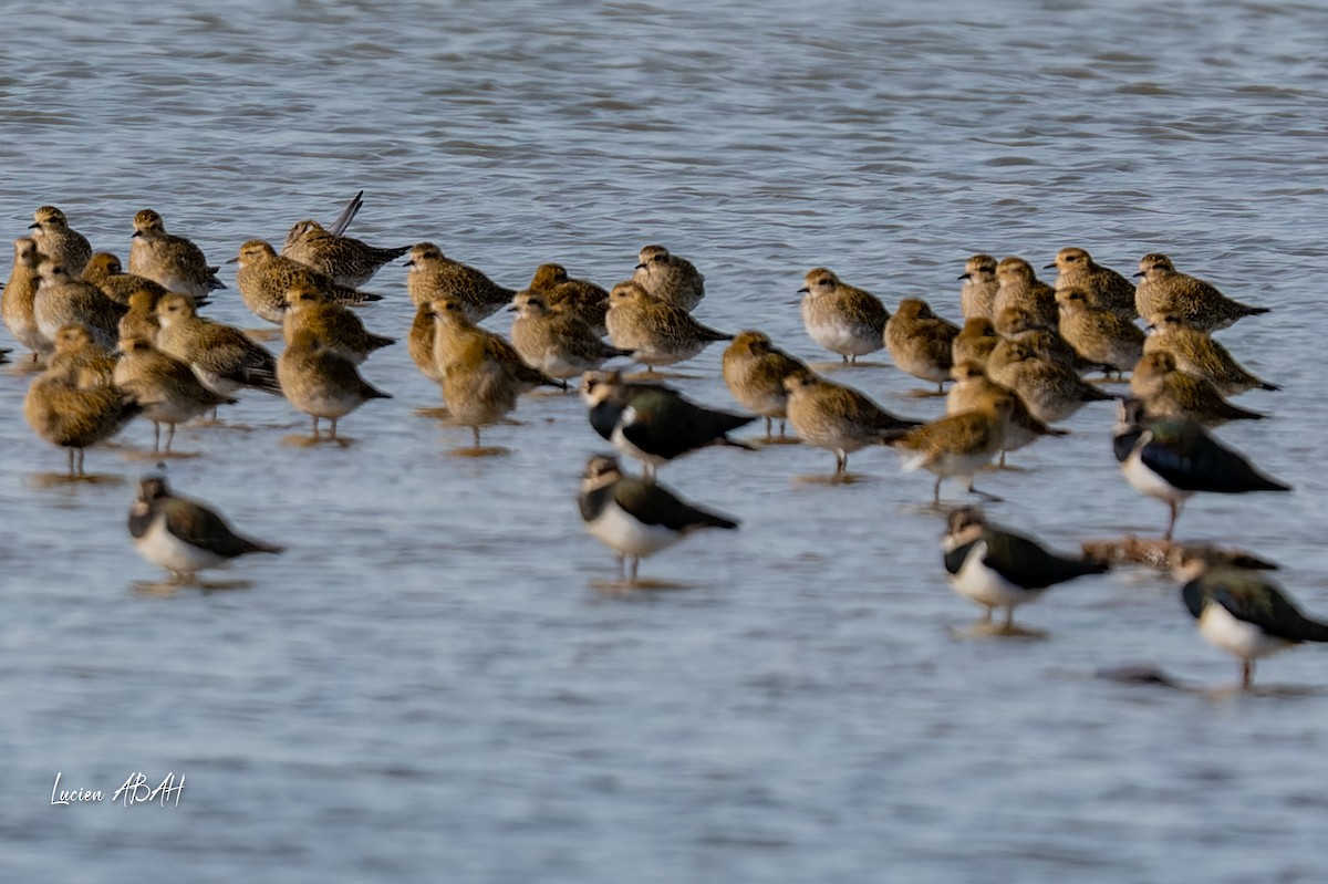 Сивка звичайна - ML646070313