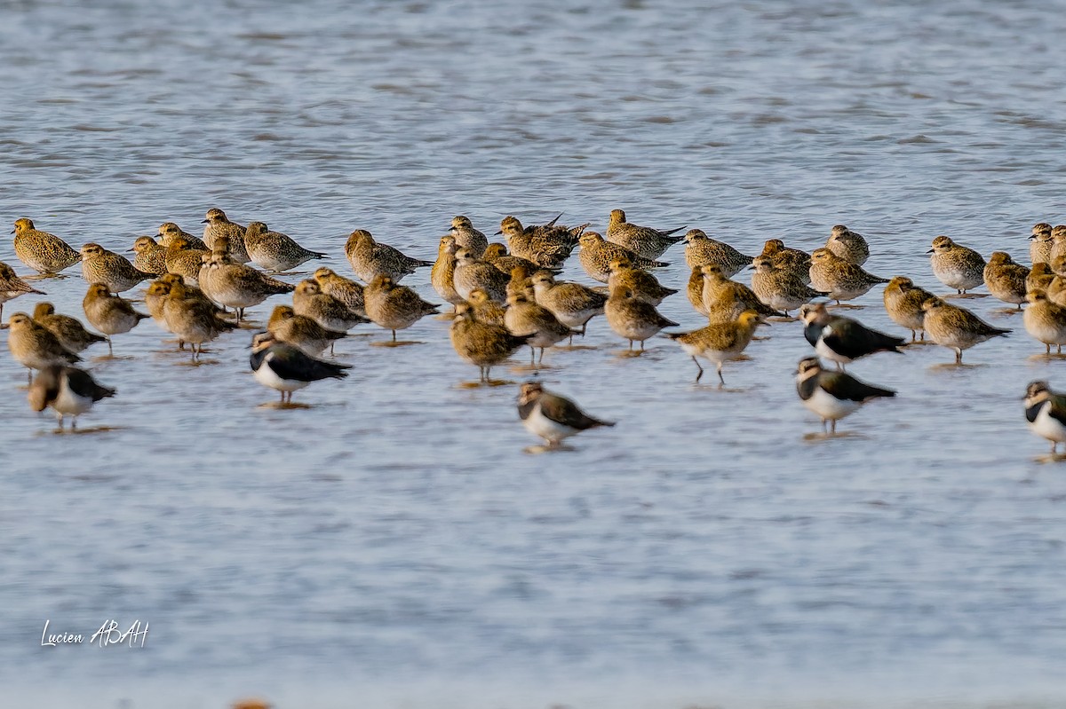 Сивка звичайна - ML646070314