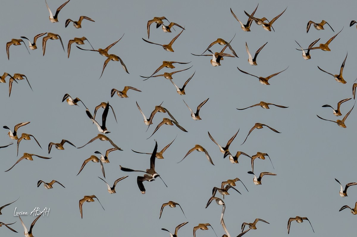 Сивка звичайна - ML646070315