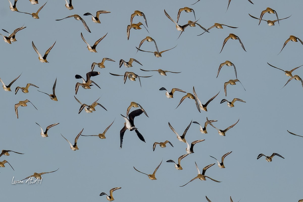 Сивка звичайна - ML646070316