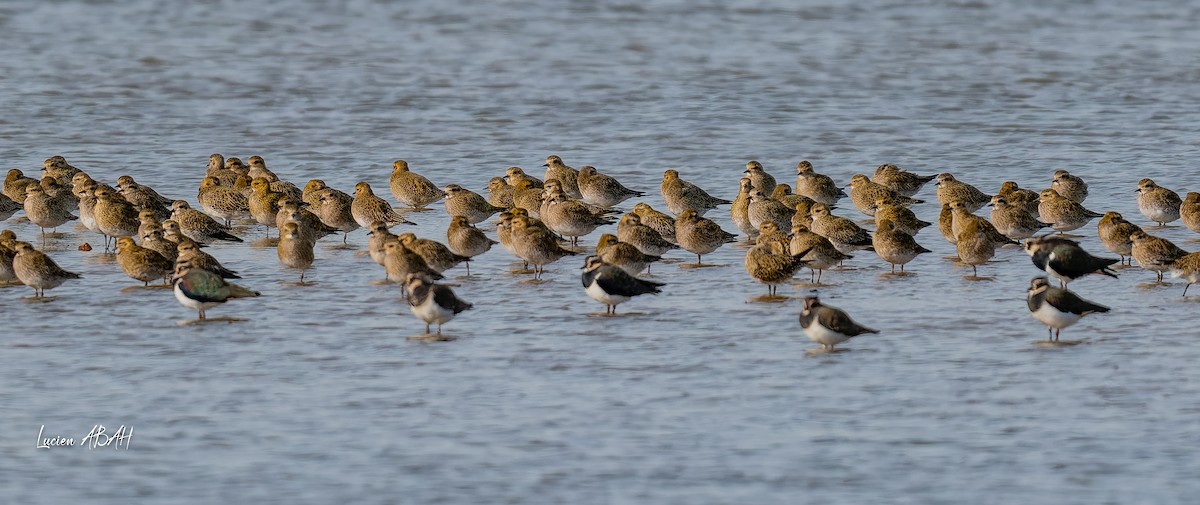 Сивка звичайна - ML646070317