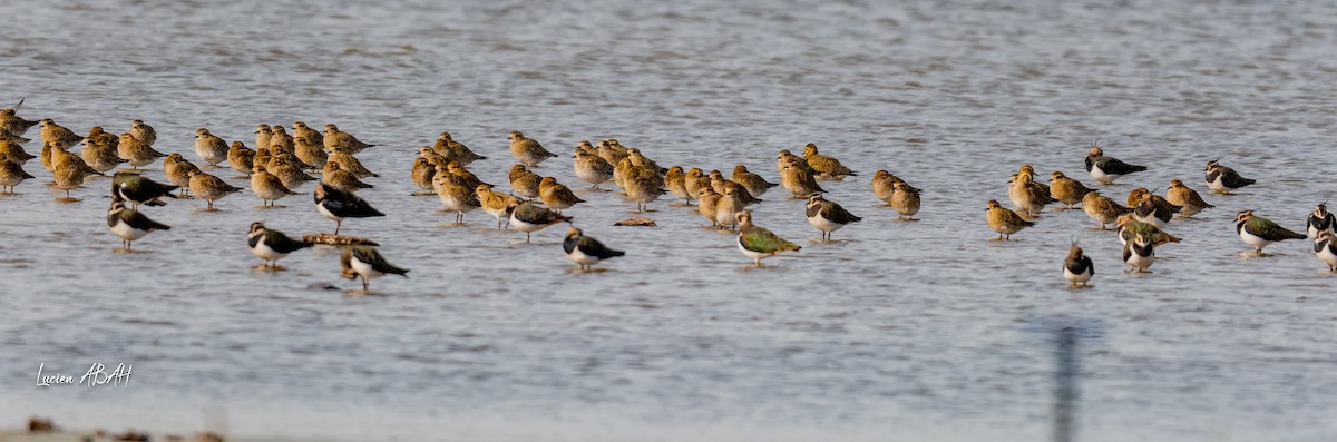 Сивка звичайна - ML646070318