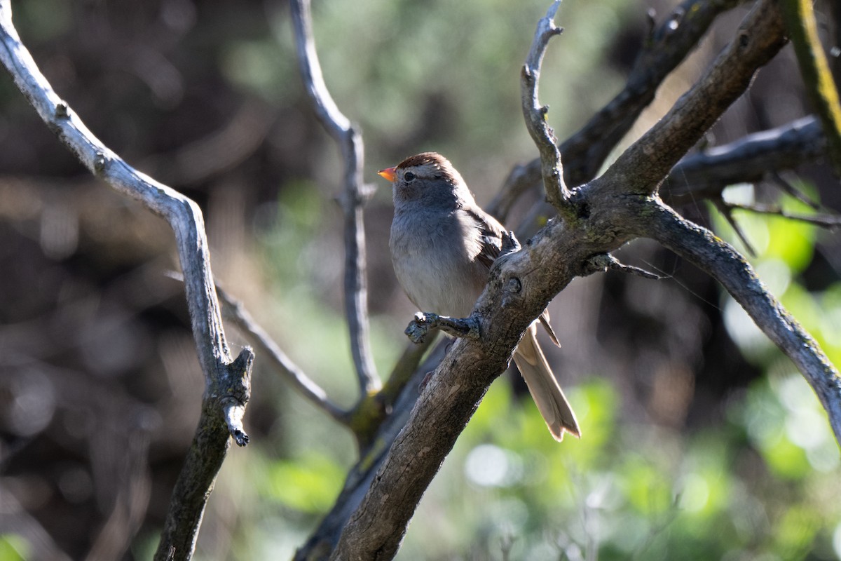 White-crowned Sparrow - ML646070319