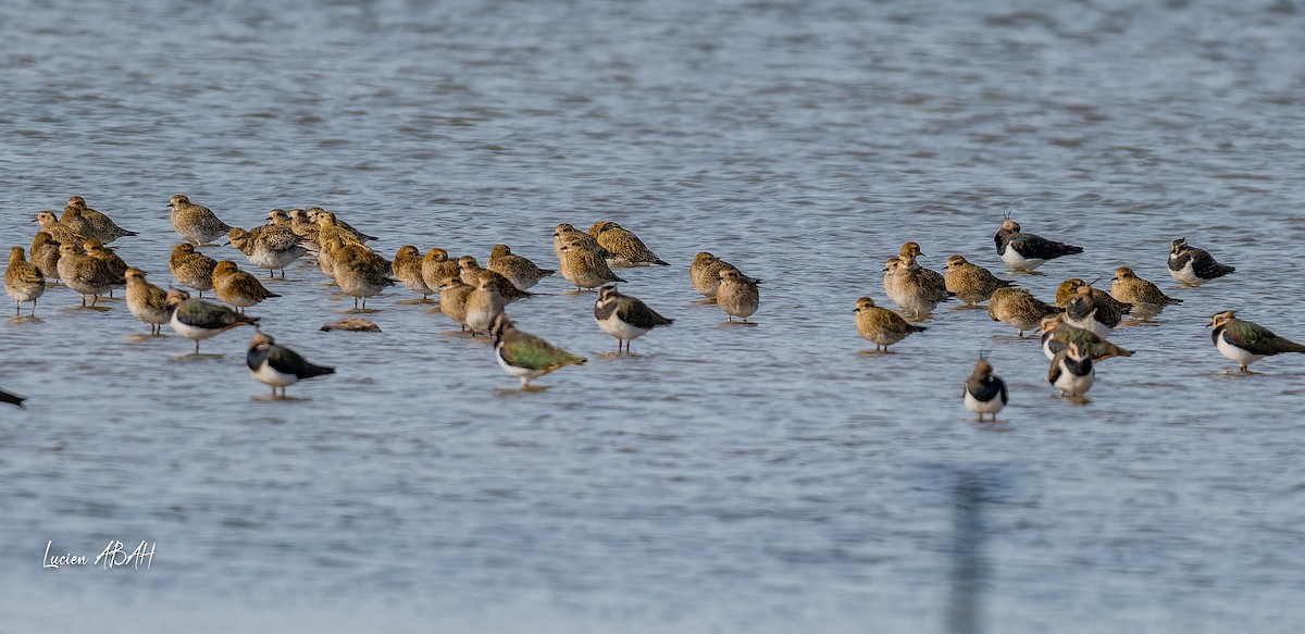 Сивка звичайна - ML646070320