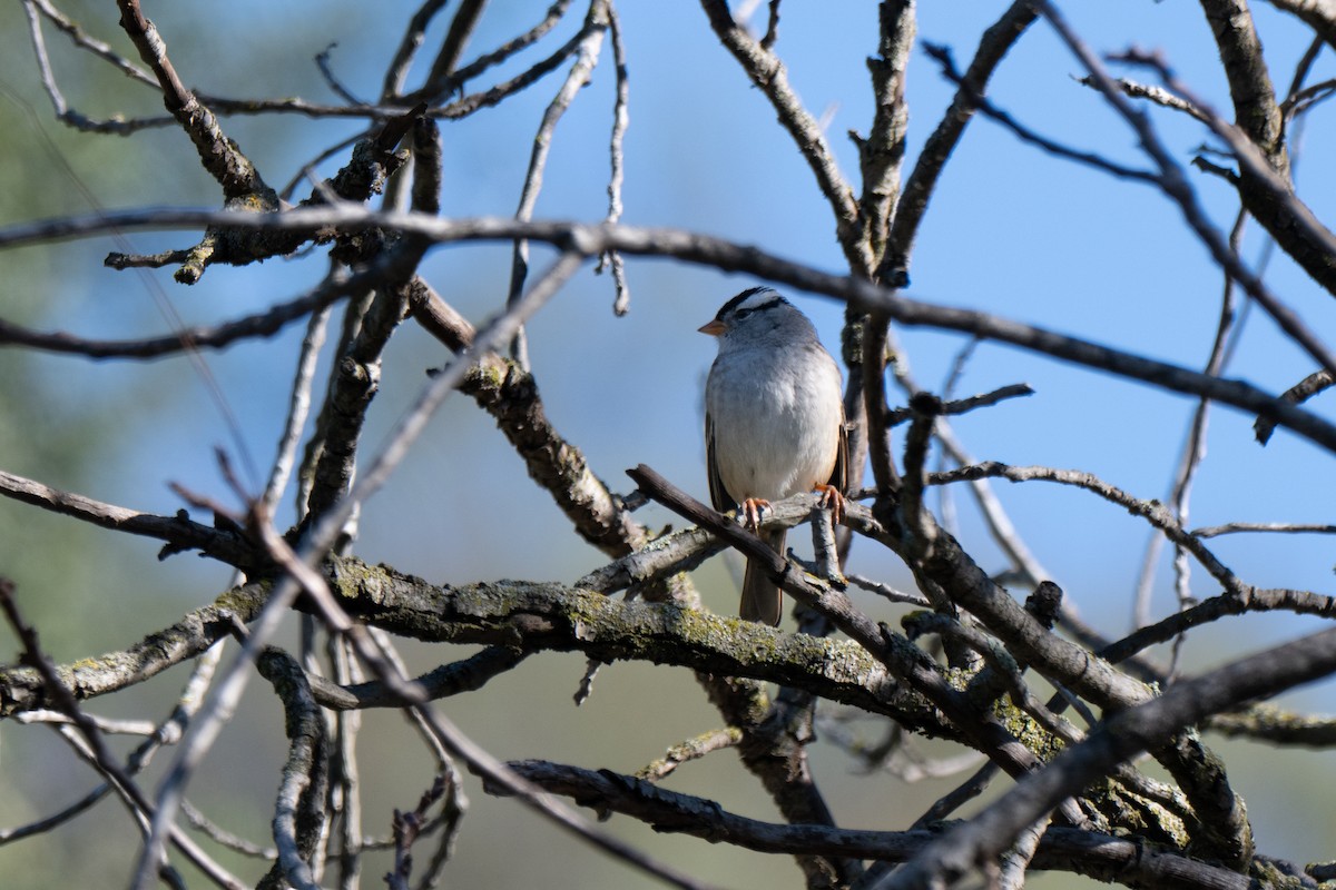 White-crowned Sparrow - ML646070354