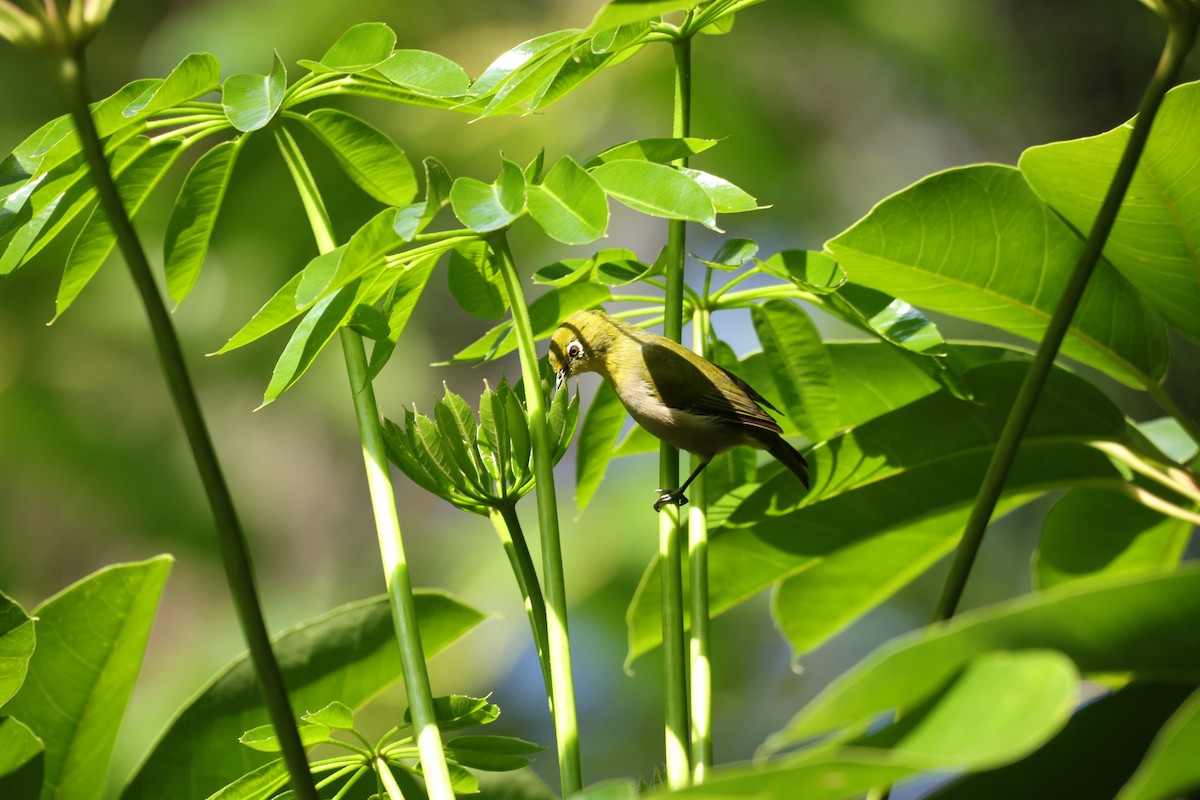 Anteojitos Japonés - ML646070366
