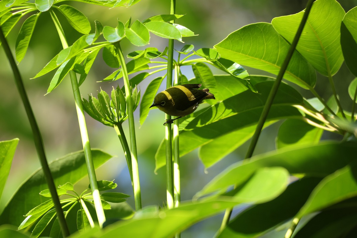 Anteojitos Japonés - ML646070367