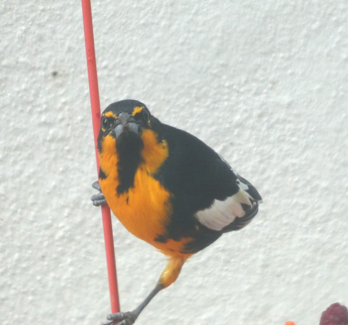 Black-backed Oriole - ML646070369