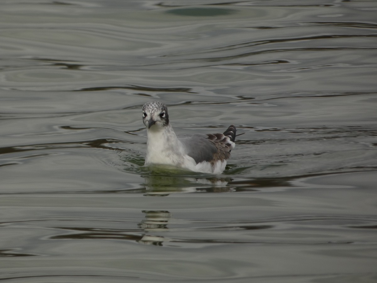 franklinmåke - ML646070370