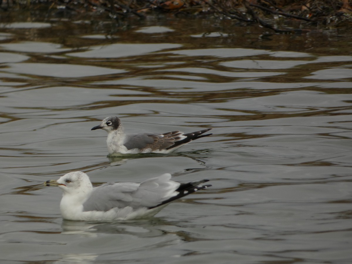 franklinmåke - ML646070371