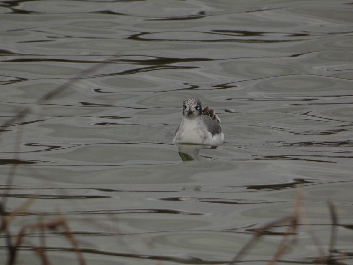 franklinmåke - ML646070372