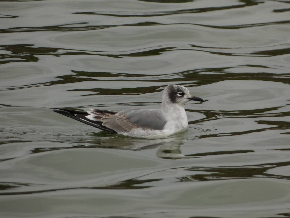 franklinmåke - ML646070373