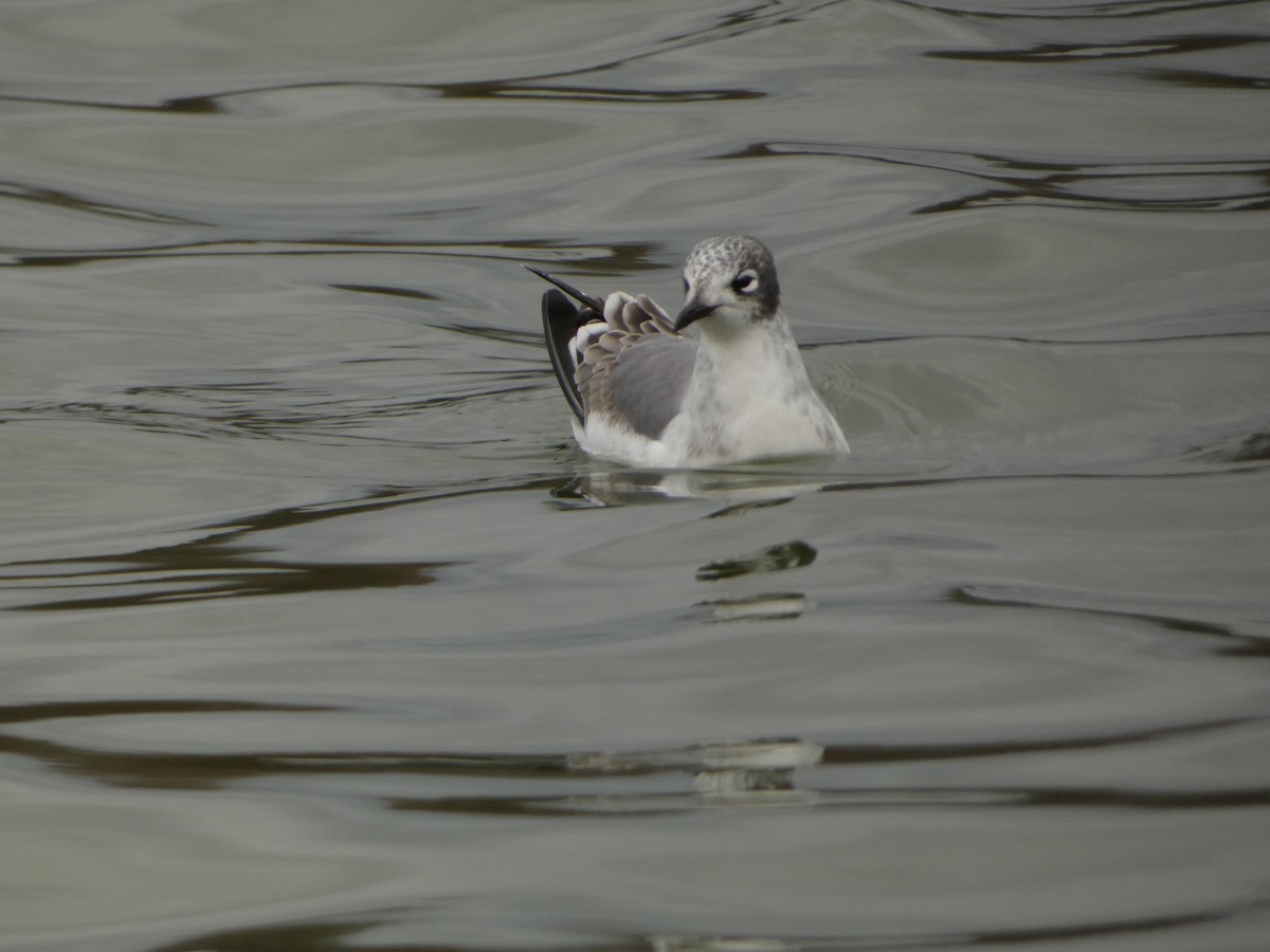 franklinmåke - ML646070374