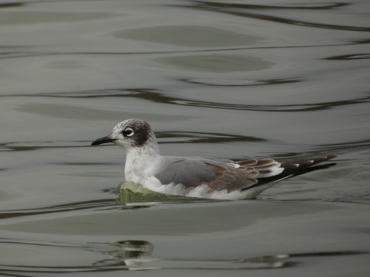 franklinmåke - ML646070375