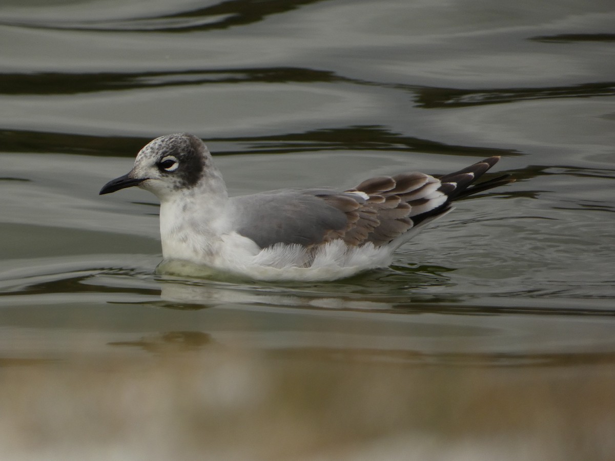 franklinmåke - ML646070376