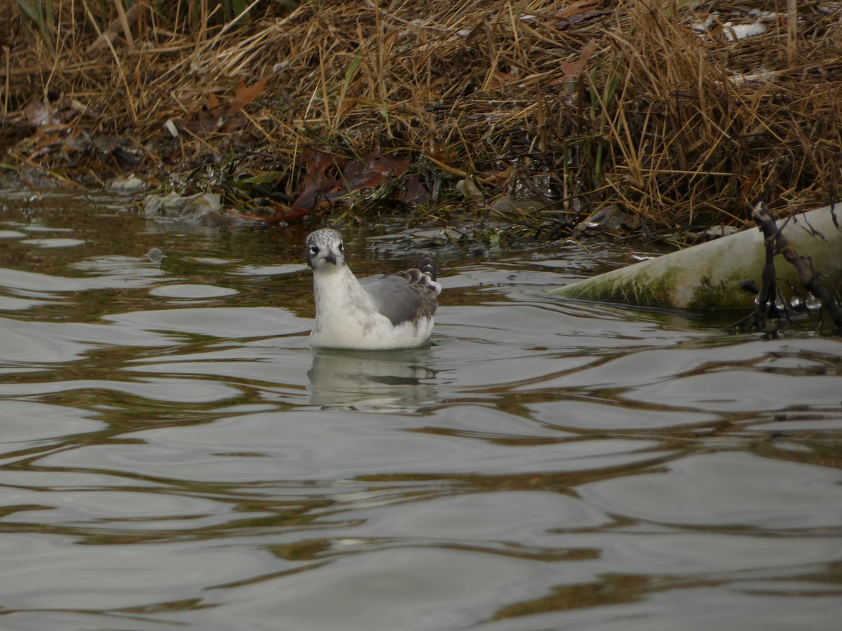 franklinmåke - ML646070378