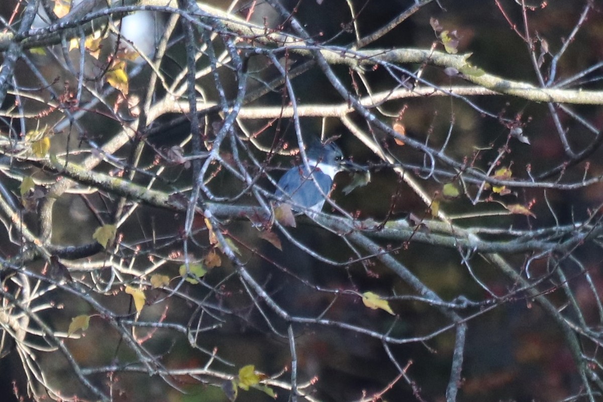 アメリカヤマセミ - ML646070382