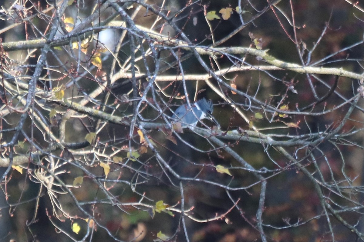 アメリカヤマセミ - ML646070383