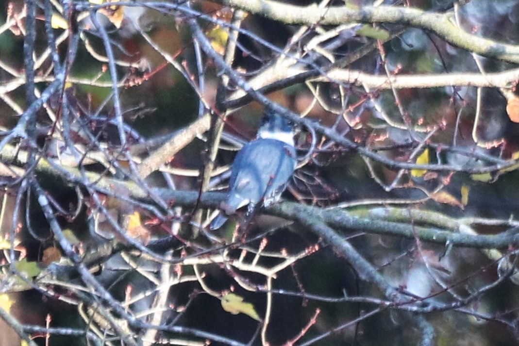 アメリカヤマセミ - ML646070384