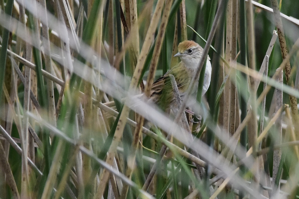 Bay-capped Wren-Spinetail - ML646070385