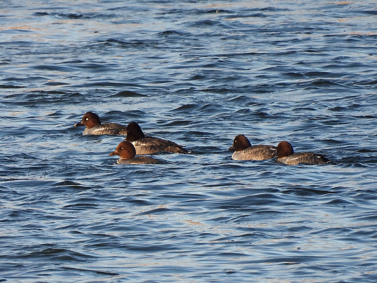 Barrow's Goldeneye - ML646070386