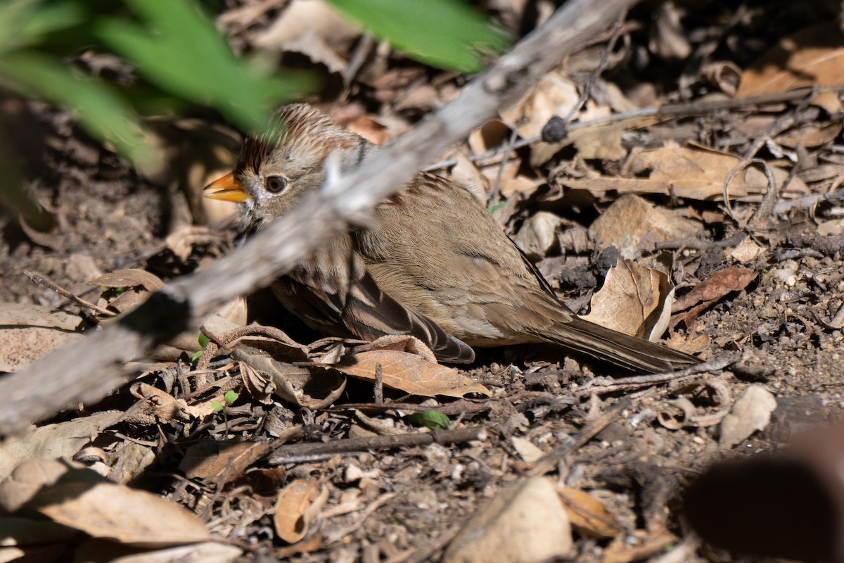 White-crowned Sparrow - ML646070391