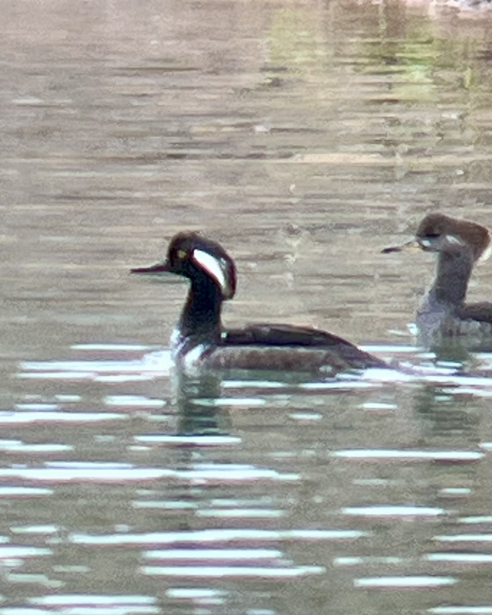 Hooded Merganser - ML646070392