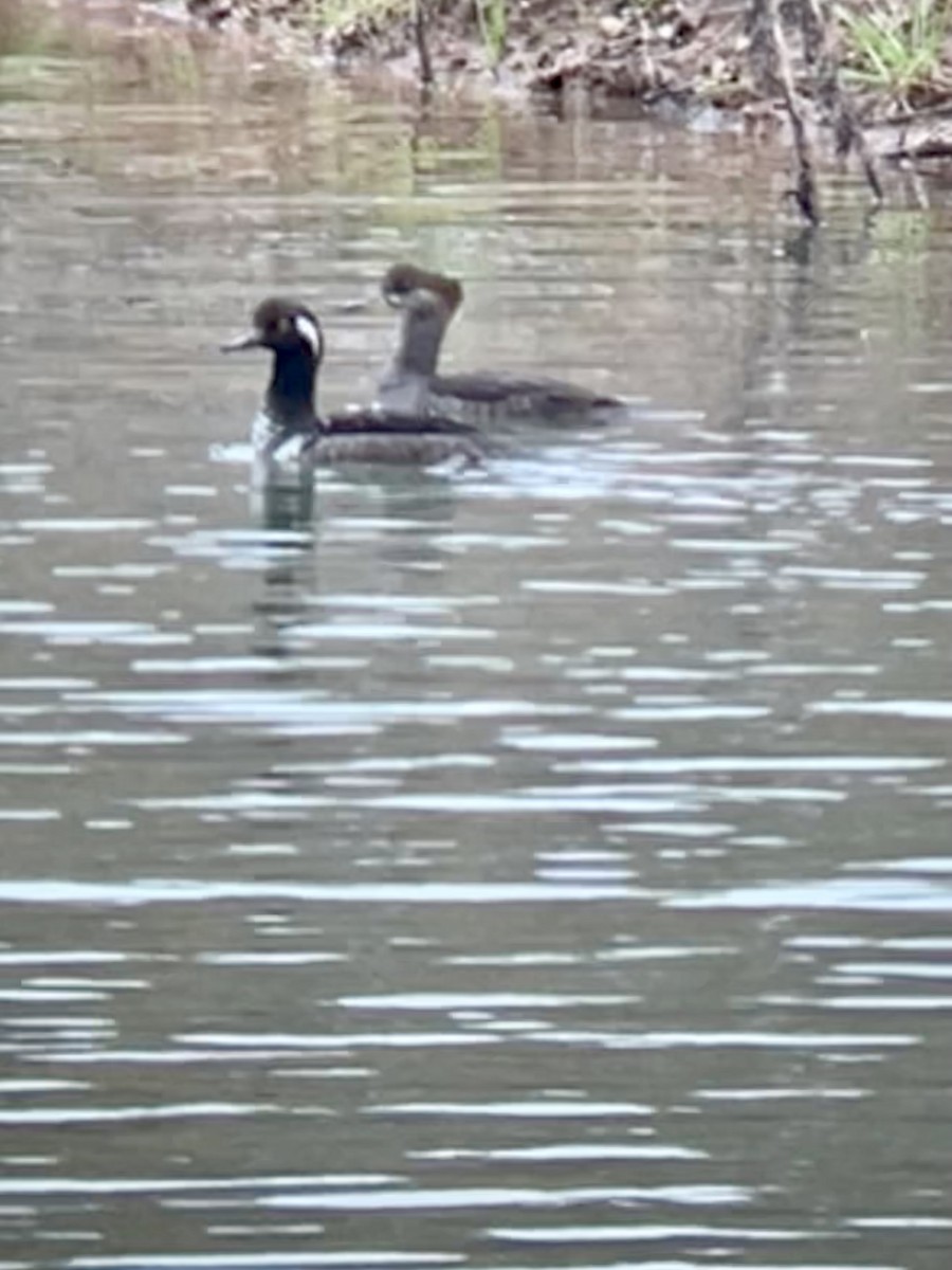 Hooded Merganser - ML646070393