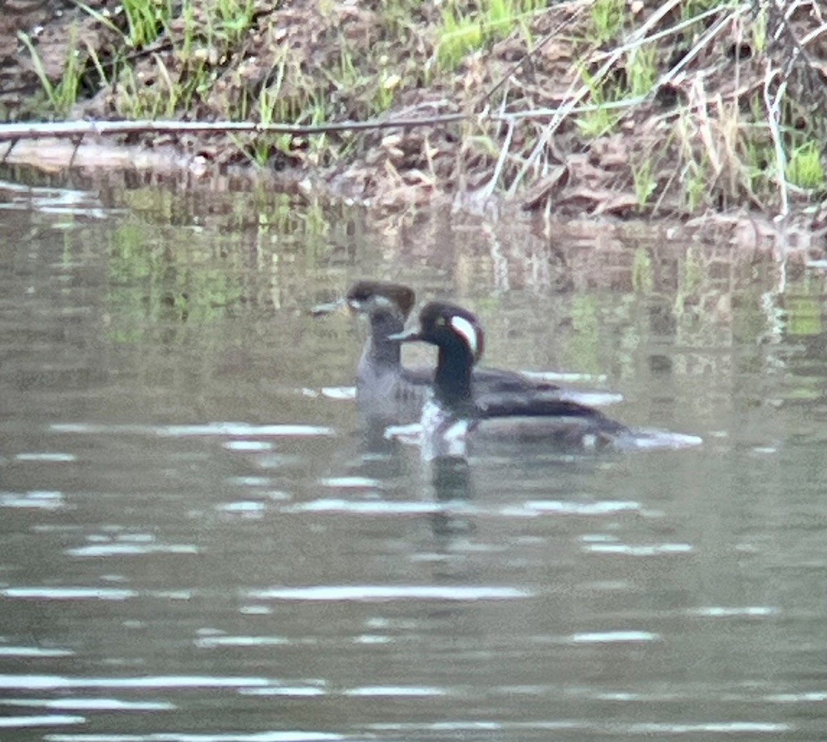 Hooded Merganser - ML646070394