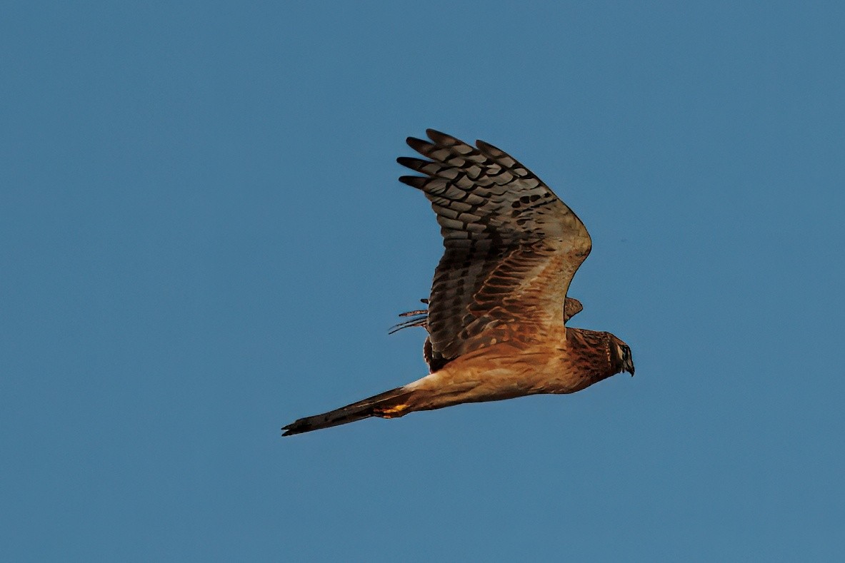 Northern Harrier - ML646070395