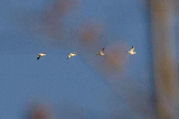 Snow/Ross's Goose - ML646070396