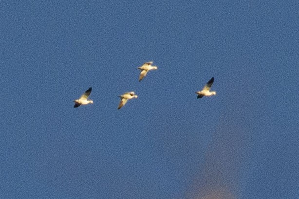 Snow/Ross's Goose - ML646070397