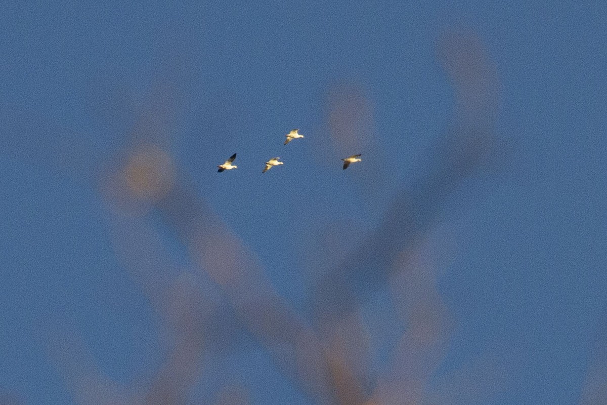 Snow/Ross's Goose - ML646070398