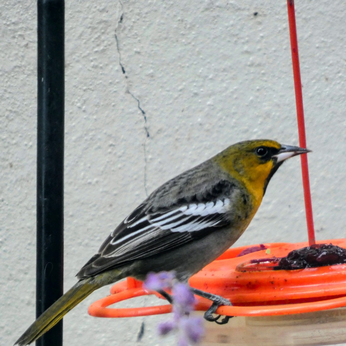 Black-backed Oriole - ML646070399