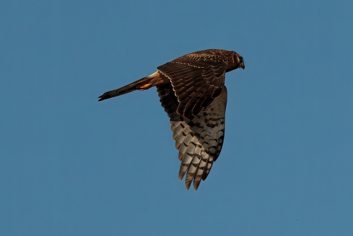 Northern Harrier - ML646070407