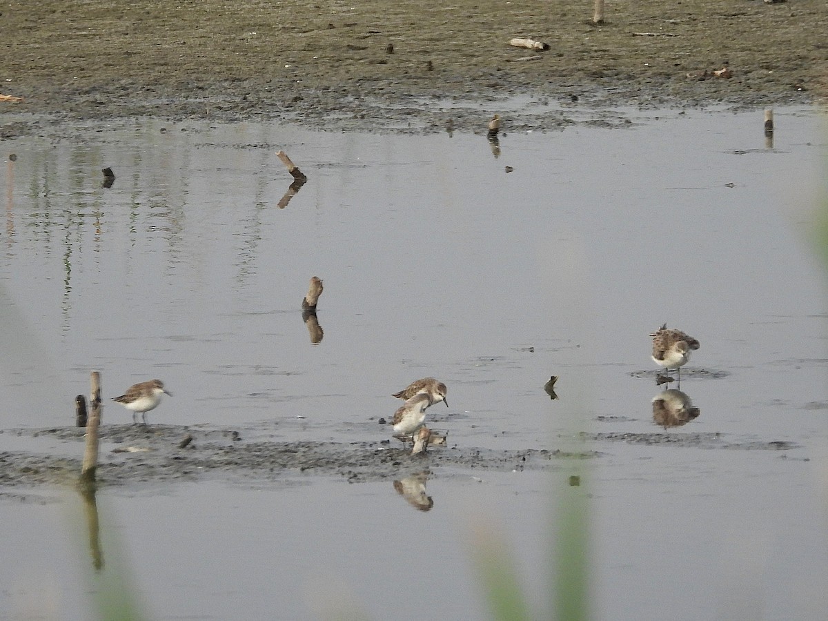 Little Stint - ML646070409
